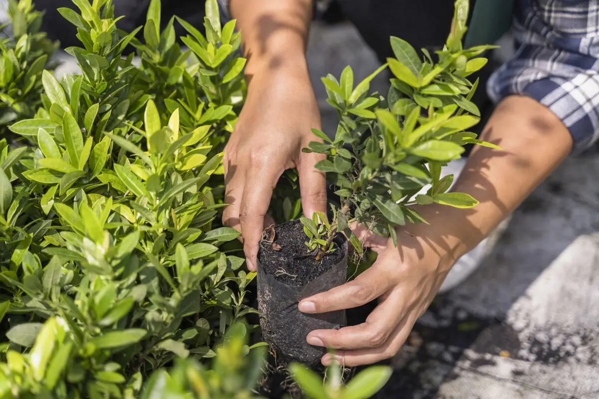 Planting service with trees shrubs and landscape plants
