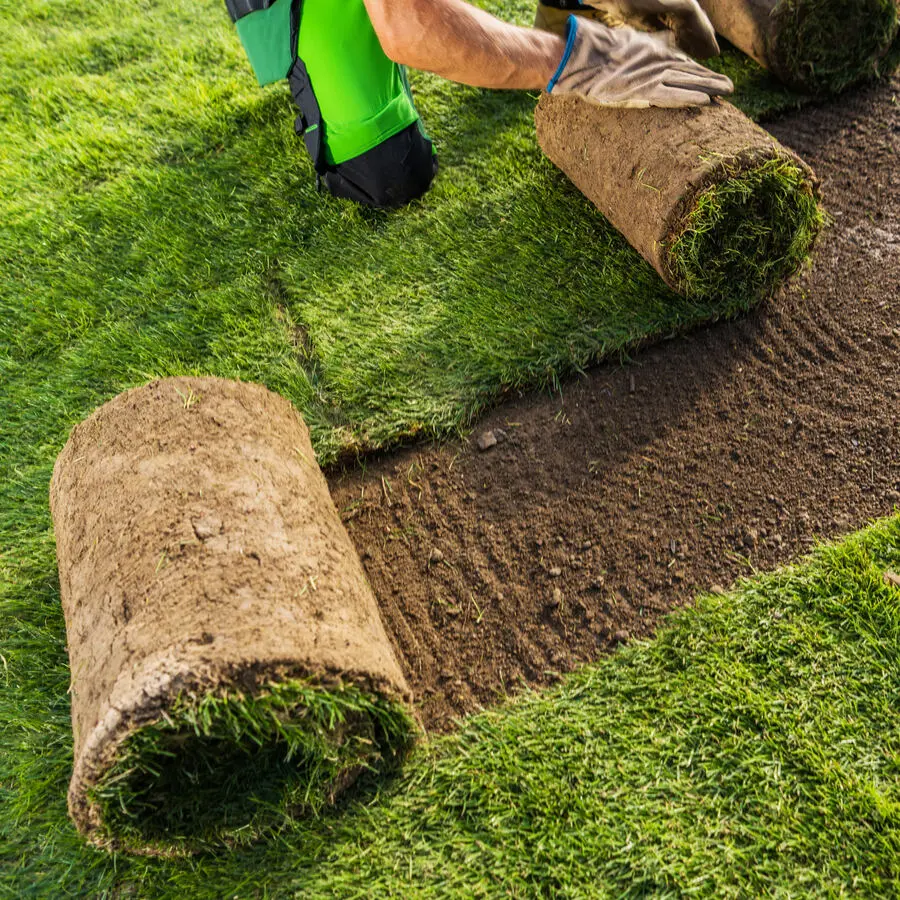 Fresh sod installation for a residential lawn