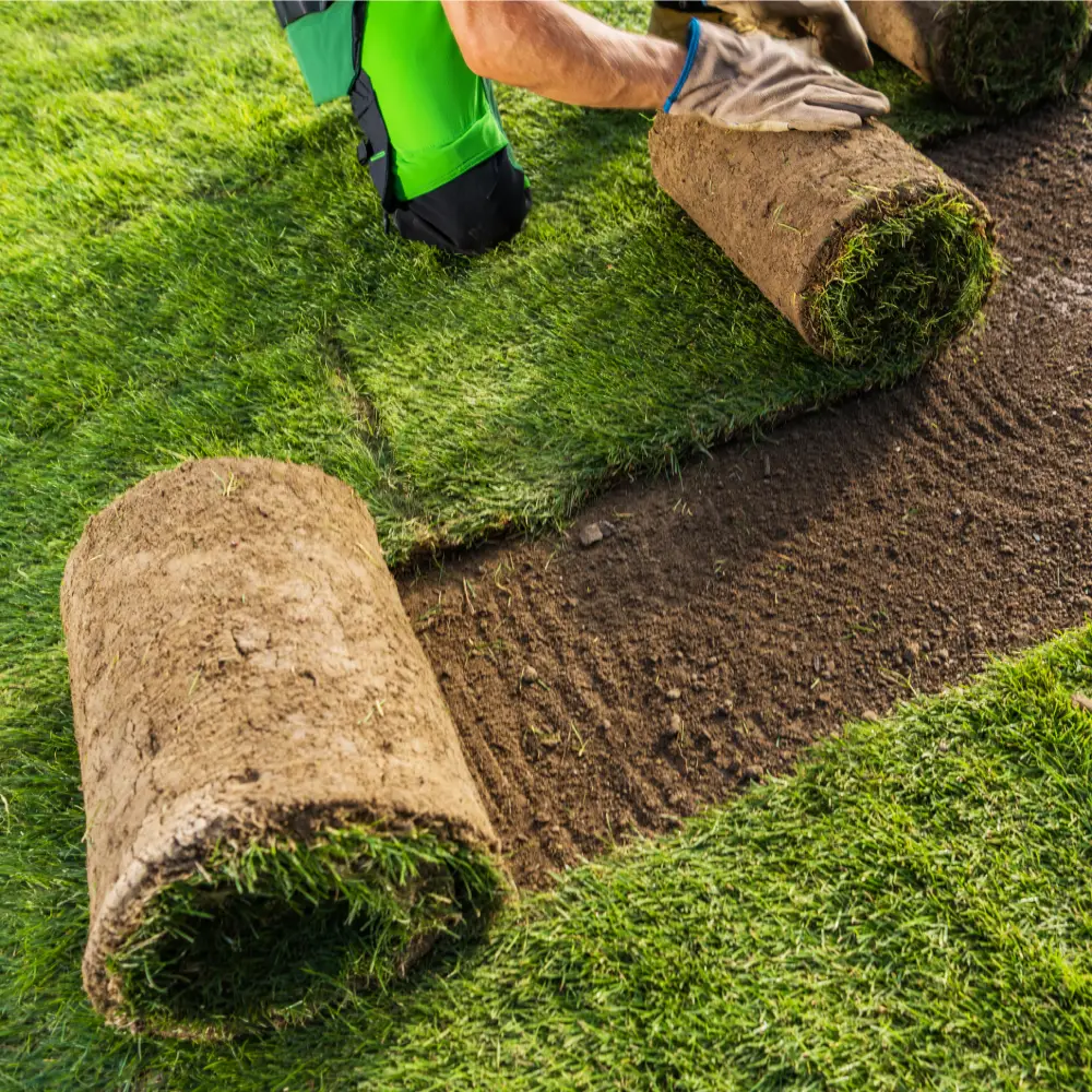 Sod Installation